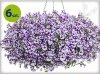Supertunia Mini Vista Violet Star 6 sztuk